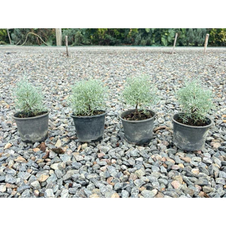 บลูไอซ์ / Blueice cypress 5.5 นิ้ว เหลือสายพันญี่ปุ่น ☀️✅