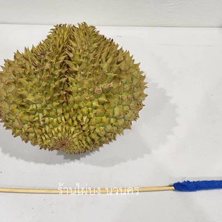 ไม้เคาะทุเรียน หวายแท้ แบบมีด้ามจับ
