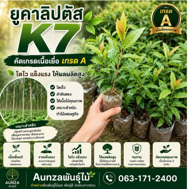 ยูคาลิปตัส K7(ชุด10ต้น)เนื้อเยื่อเกรดA+ ต้นโตไว ปลูกง่าย ดูแลง่าย