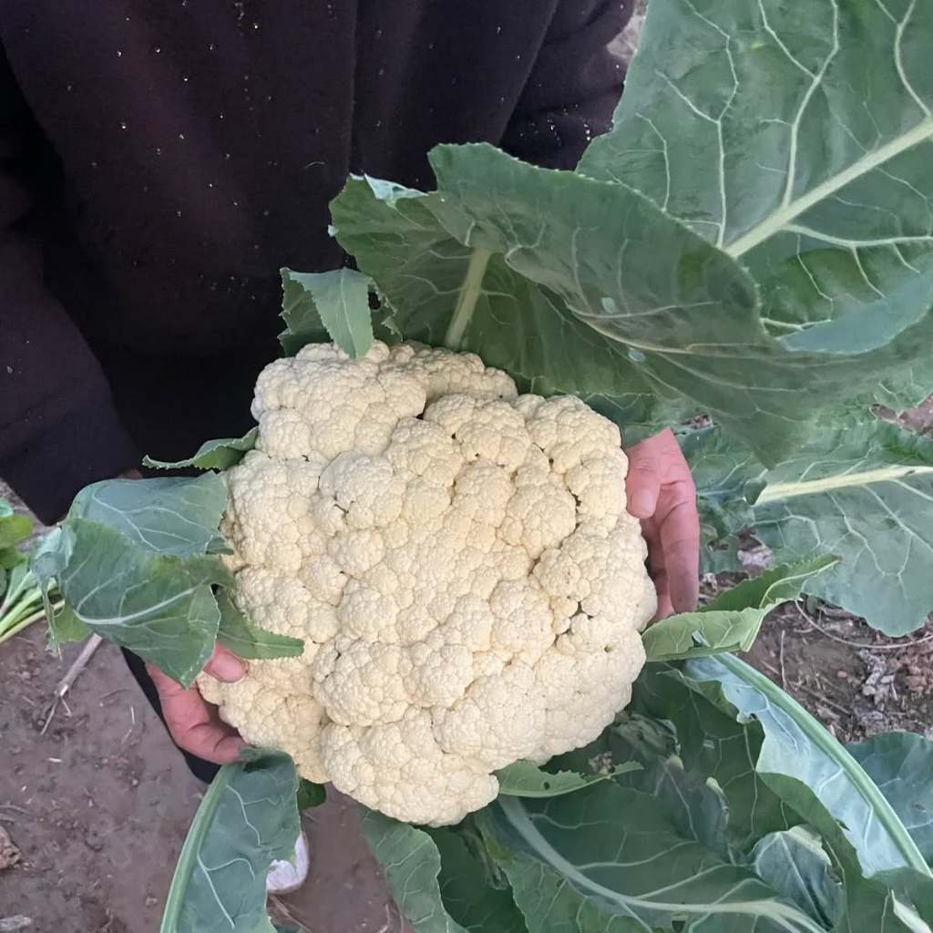 เมล็ดพันธุ์ กะหล่ำดอก สโนว์บอล (Snowball Self Blanching Cauliflower Seed) บรจจุ 200 เมล็ด ของแท้ 100
