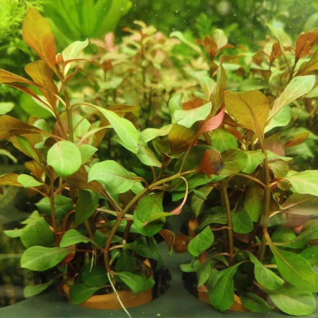 ต้นไม้น้ำ ลัดวิเจีย ไดมอนด์ (Ludwigia Diamond / Rubin) ไม้น้ำข้อสีแดงสวย เลี้ยงง่าย โตไว รากเยอะ กระถางดินเผา 1 กระถาง