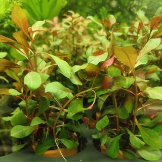 ต้นไม้น้ำ ลัดวิเจีย ไดมอนด์ (Ludwigia Diamond / Rubin) ไม้น้ำข้อสีแดงสวย เลี้ยงง่าย โตไว รากเยอะ กระถางดินเผา 1 กระถาง