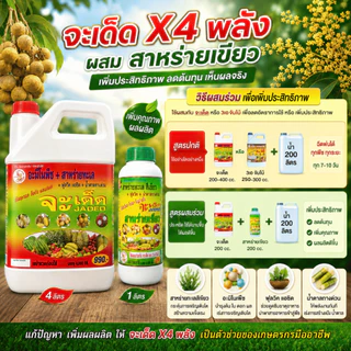 "จะเด็ด" 4 ลิตร โปรโมชั่น 1 แถม 2 สาหร่าย + จับใบ ฉีดพ่นทางใบ สำหรับ “ลำไย” ลดการใช้ปุ๋ยเคมี ก้านช่อยาว ผลอวบ น้ำหนักดี