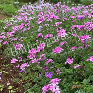 ต้นกล้าดอกเวอร์บีน่าเซเรนิตี้คละสี (verbena serenity) ดอกไม้กินได้ รากแน่นพร้อมปลูก เลี้ยงง่าย ต้นอายุหลายปี