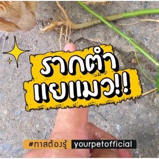 ตำแยแมวสด คัดราก ( พิเศษ 20 ต้น ) รากตำแยแมว ของเล่นแมวชอบ