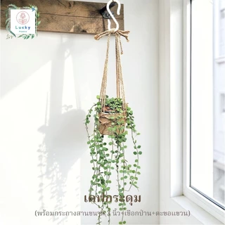 🌿(ขนาด 3 นิ้ว)เดฟใบรีเขียว/ใบรีด่าง/หัวใจล้านดวง/แตงโม/แอปเปิ้ล/ฟิลิปปินส์ พร้อมกระถางสาน+เชือก+ตะขอแขวน