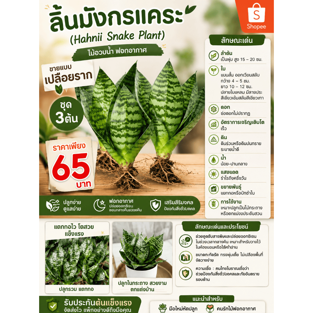 สุดคุ้มชุด 3ต้น ราคา65 บาท ลิ้นมังกรแคระ (Hahnii Snake Plant) ขายแบบเปลือยราก