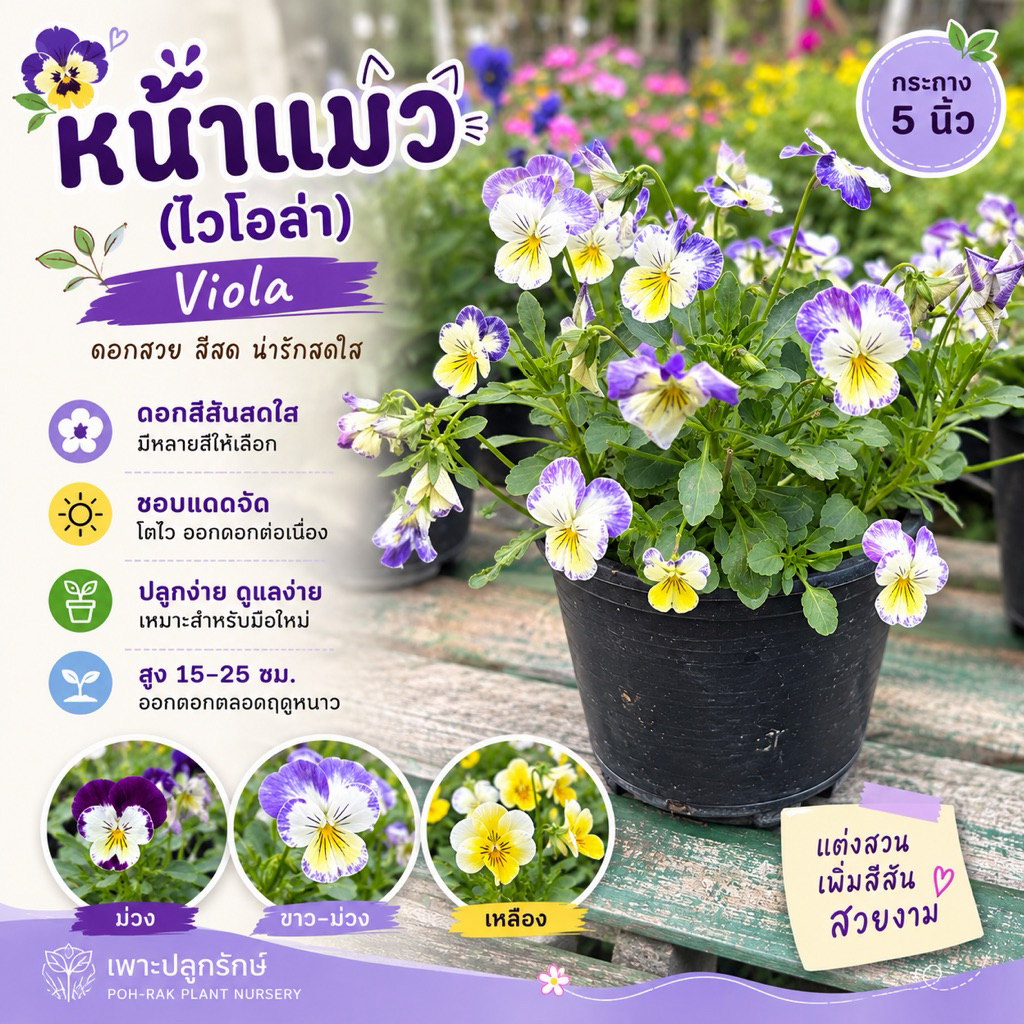 ดอกหน้าแมว Pansy # ดอกแพนซี ดอกไม้ทานได้