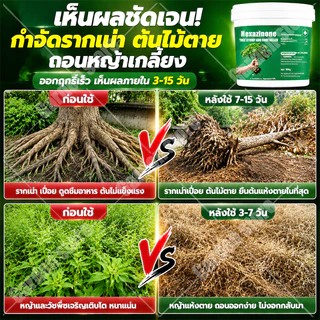 🔥รากเน่ารากไม่ขึ้นอีก🔥 ยากำจัดต้นไม้ใหญ่ 500g สารกำจัดกอไผ่ ผงกำจัดต้นไผ่ ยาฆ่าตอไม้ กำจัดวัชพืชรากเน่า