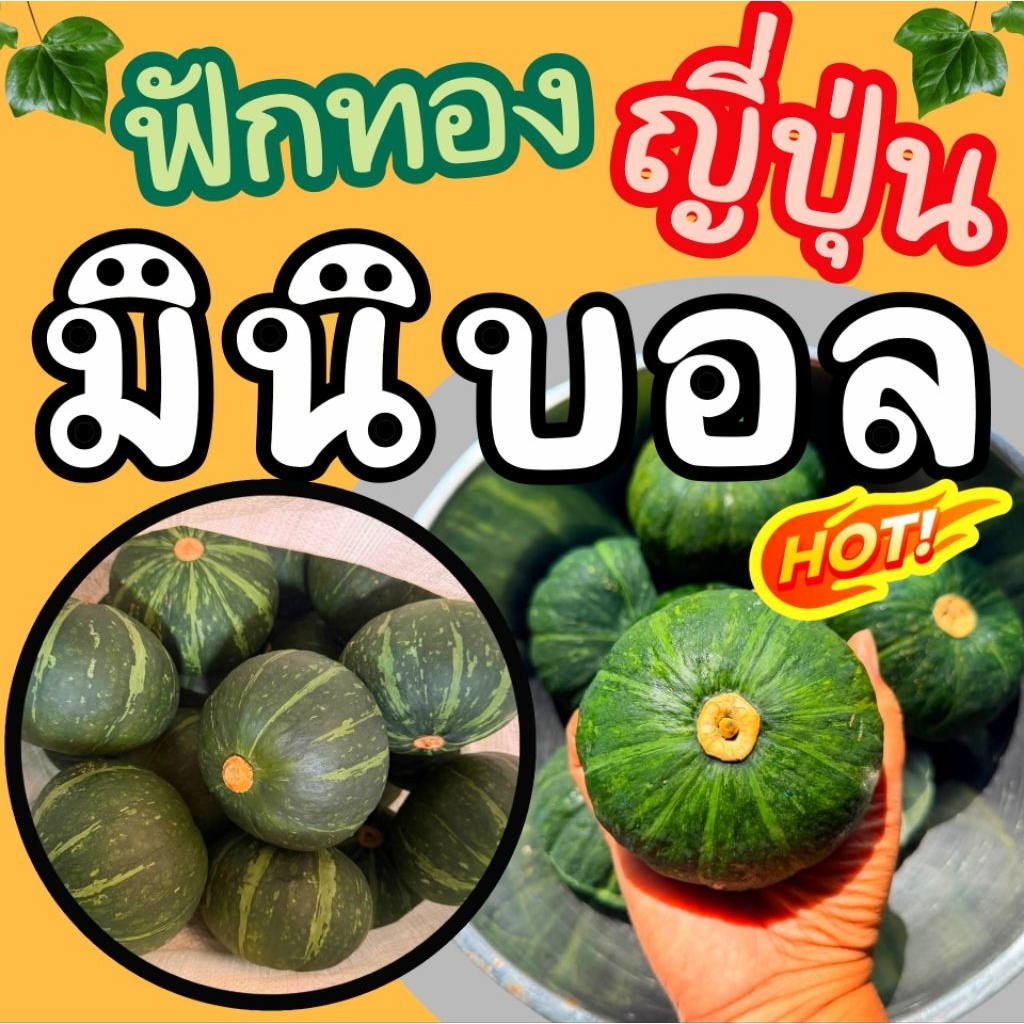 ฟักทองญี่ปุ่นมินิบอล ฟักทองลูกเล็ก