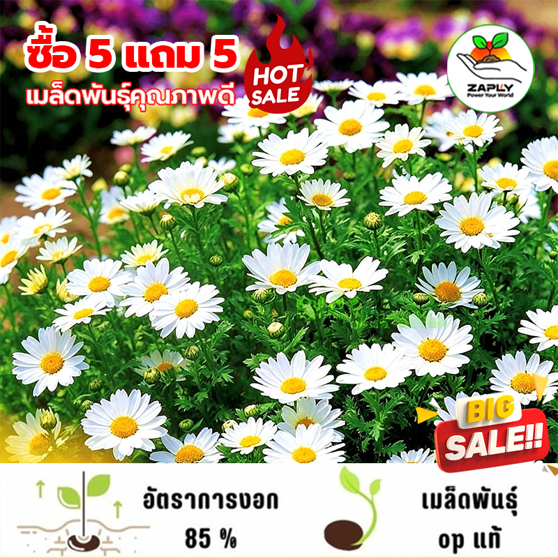 【ซื้อ 10 แถม 10 ฟร】 500ชิ้นสีขาวคริสตัลดอกเบญจมาศเมล็ดเนทเย็นดอกไม้ถนนภูมิทัศน์สีเขียวกระถาง