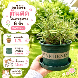 ต้นไผ่แมว กระถางGarden 6"มีจานรอง ปลูกให้แล้วในดินและปุ๋ยอินทรีย์ ไร้โลหะหนัก ไผ่เงิน หญ้าแมว
