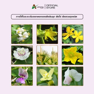 ผสมเกสร ผสมเทียม เปลี่ยนเพศ เพิ่มดอกตัวเมีย ติดผลดก ขั้วเหนียว สูตรพืชล้มลุก แตง พริก ถั่ว มะเขือ เอเจนต้า คอร์ป