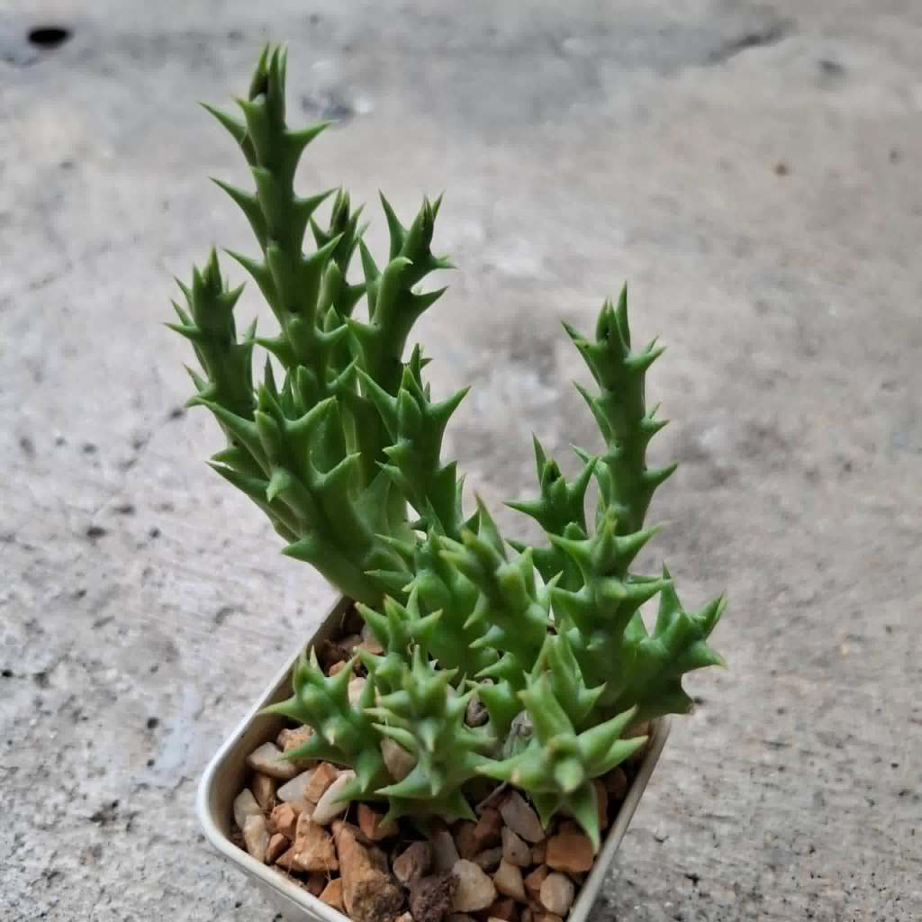 เก๋งจีน ต้นเขียว หนามนิ่ม Huernia macrocarpa เก๋งจีน แคคตัส ขนาดกระถาง 2 นิ้ว