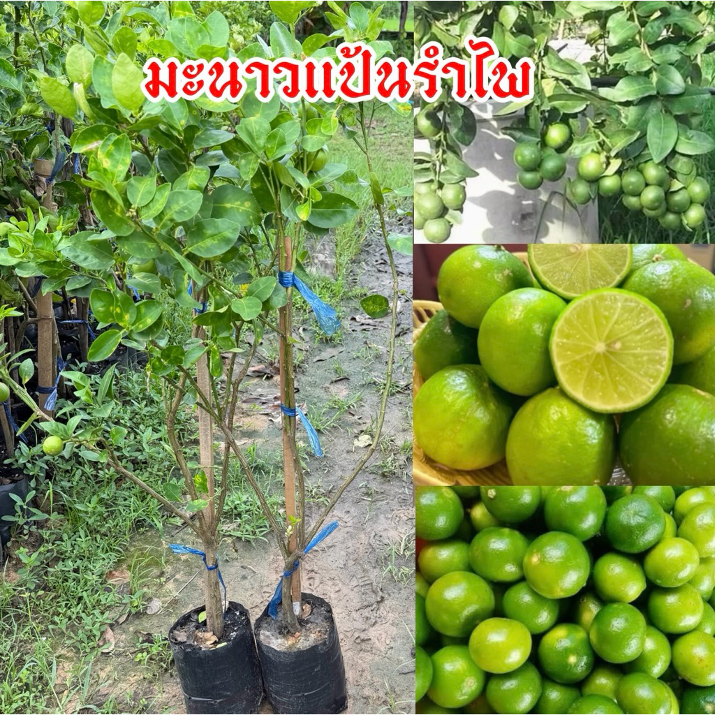 ต้นมะนาวแป้นรำไพ (กิ่งตอน) สายพันธุ์แท้ 100%