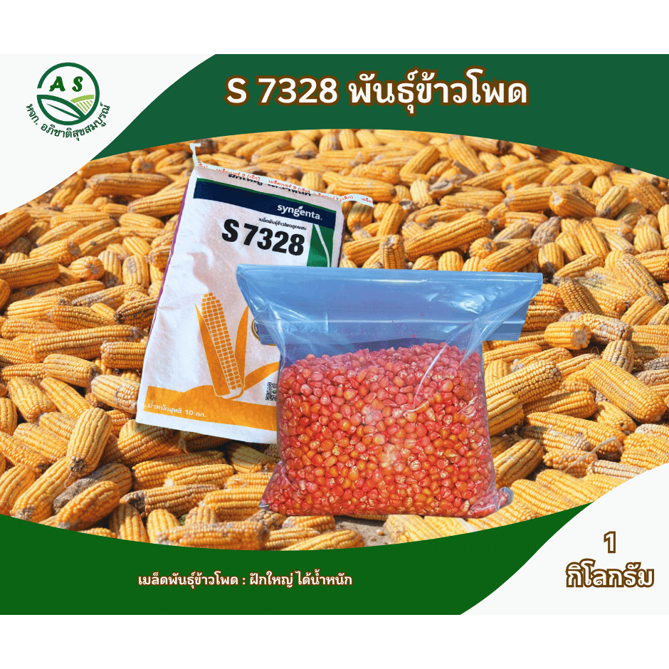 ข้าวโพด S7328 แบ่งขาย 1 กิโลกรัม ฝักใหญ่ ได้น้ำหนัก ขนาดเมล็ดเบอร์ 3 (3หุน)