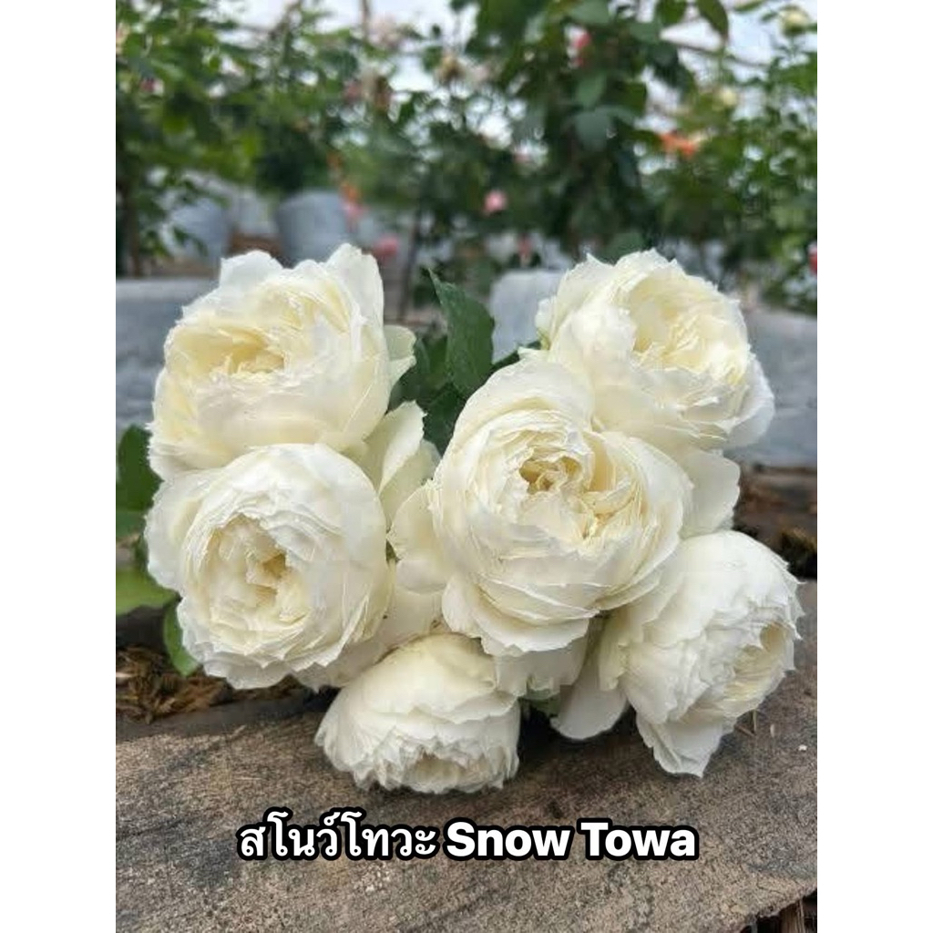 กุหลาบ-สโนว์โทวะ “Snow Towa” หนามน้อย สีขาวครีม ดอกทรงถ้วย หอมแรง เลี้ยงง่าย