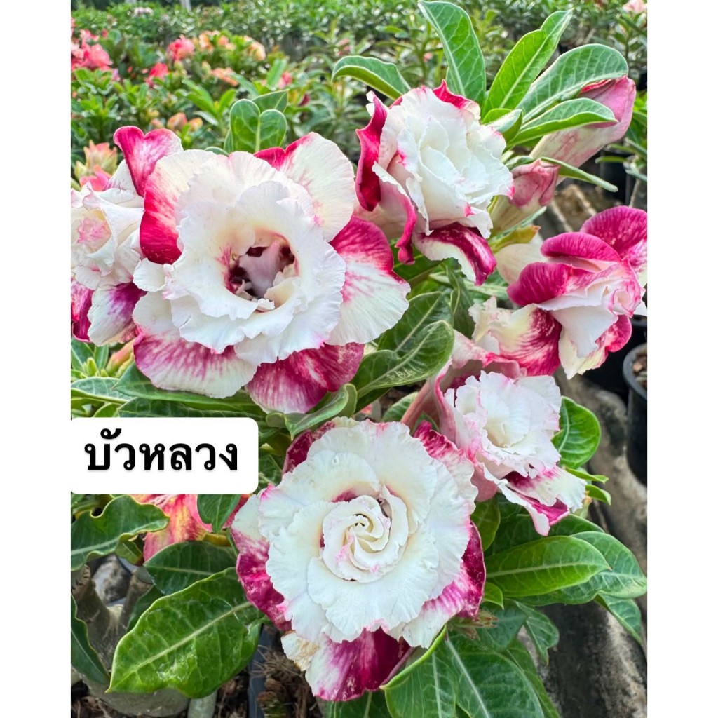 ชวนชมดอกซ้อน "บัวหลวง" ขนาดกระถาง 6 นิ้ว (แบบถอนจัดส่ง)