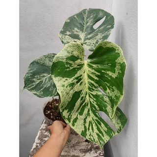 Monstera Deliciosa Bulbasaur (มอนเตอร์ร่าบัลบาซอร์) ส่งต้นตามรูป