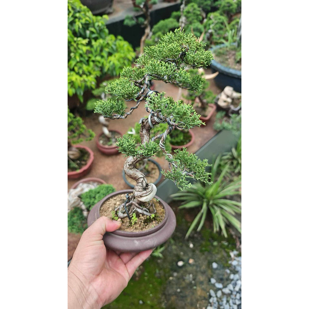 itoigawa shimpaku juniper