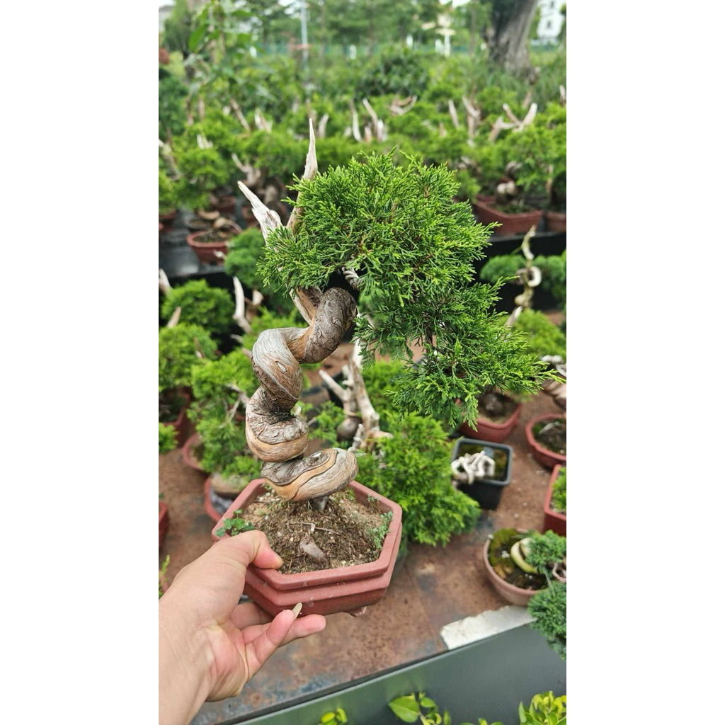 itoigawa shimpaku juniper