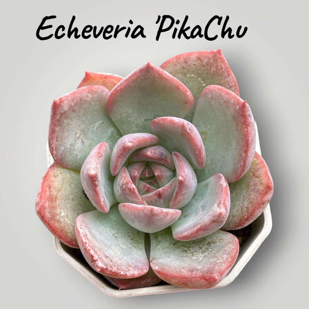 Echeveria 'PikaChu' กุหลาบหิน ไม้อวบน้ำ ขนาด 2 นิ้ว