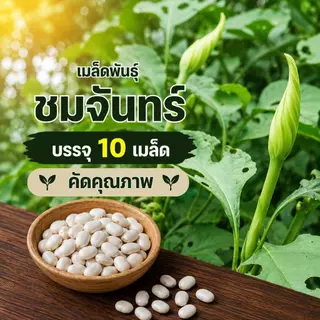 เมล็ดพันธุ์ ดอกชมจันทร์ 1ซองมี 10เมล็ด