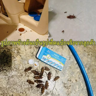 ยาฆ่าแมลงสาบ ตายยกรัง เหยื่อกำจัดแมลงสาบ ใช้ในครัวเรือน แผ่นยาถอดเปลี่ยนง่าย กำจัดรังแมลงสาบได้ผลเร็วทั้งบ้าน