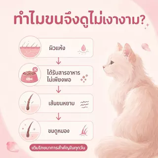 THSPET อาหารแมวเปียก 70g สูตรบำรุงขน รสไก่ ปลาทูน่า ไข่แดง และน้ำเนื้อ
