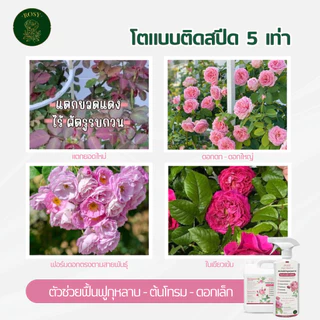 Rosy บำรุงกุหลาบ [ฉลากชมพู] ดอกใหญ่ เร่งดอก ฟื้นฟูเร่งด่วน แก้ต้นโทรม ธาตุอาหารครบถ้วน ปุ๋ยกุหลาบโดยเฉพาะ