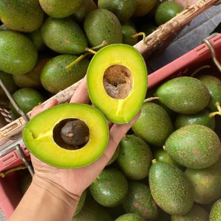 (2ฃ3กิโลกรัม)ไซส์ 6-8ลูก/โลอโวคาโด้พันธุ์บัคคาเนีย พร้อมส่ง