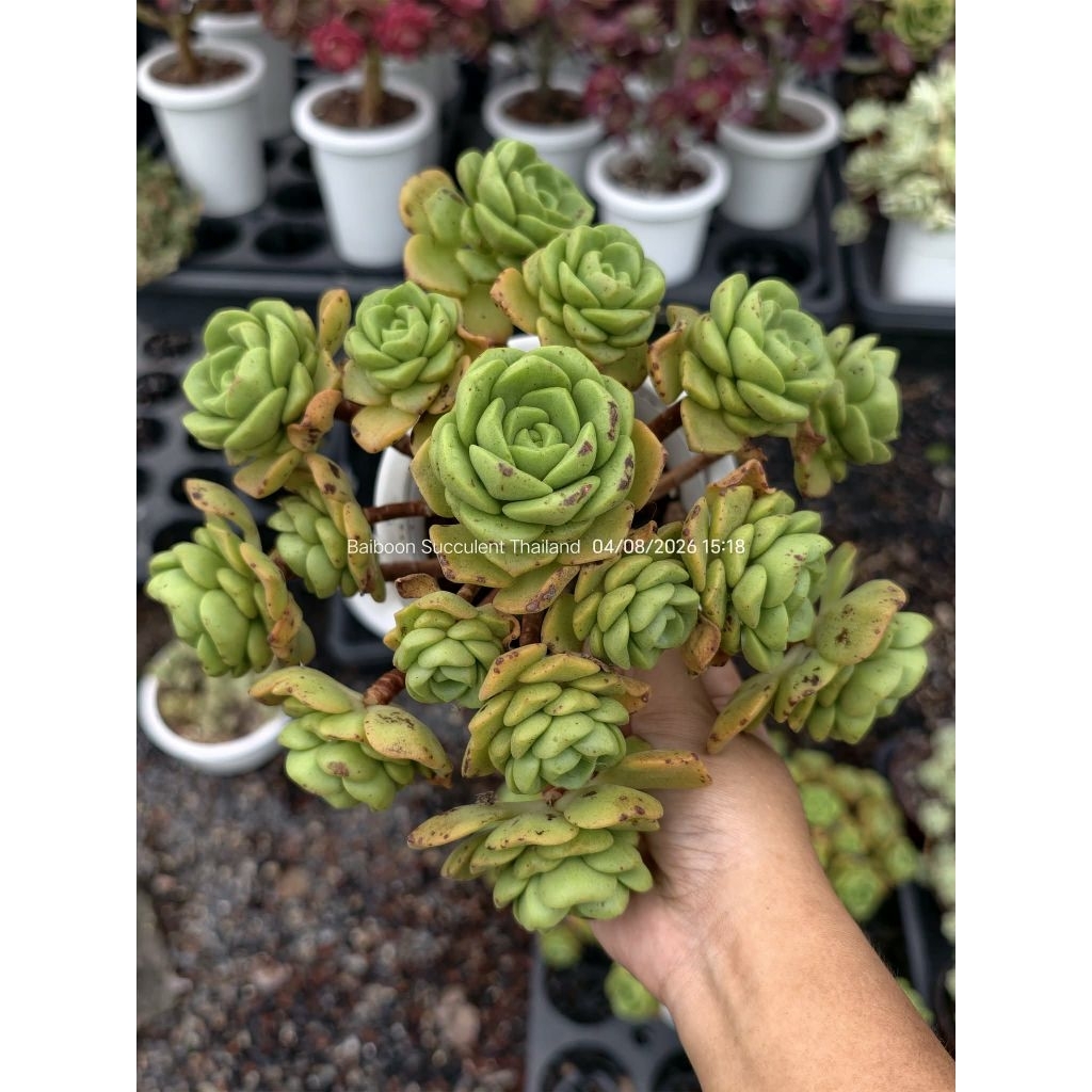 กุหลาบหิน ไม้อวบน้ำ aeonium lily pad | succulent echeveria