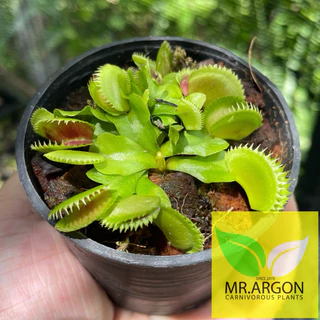 กาบหอยแครงแดง (Dionaea muscipula) กระถาง 2 นิ้ว 3 นิ้ว และ 4 นิ้ว หลากหลายสายพันธุ์ "Venus flytrap"