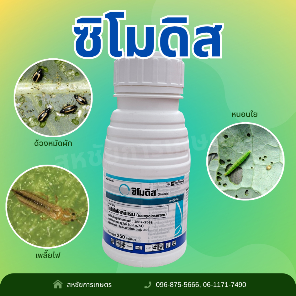 ซิโมดิส (Simodis) | กำจัดแมลงดื้อยา เพลี้ยไฟ เพลี้ยอ่อน หนอนใยผัก ด้วงหมัดผัก ขนาด 250 cc