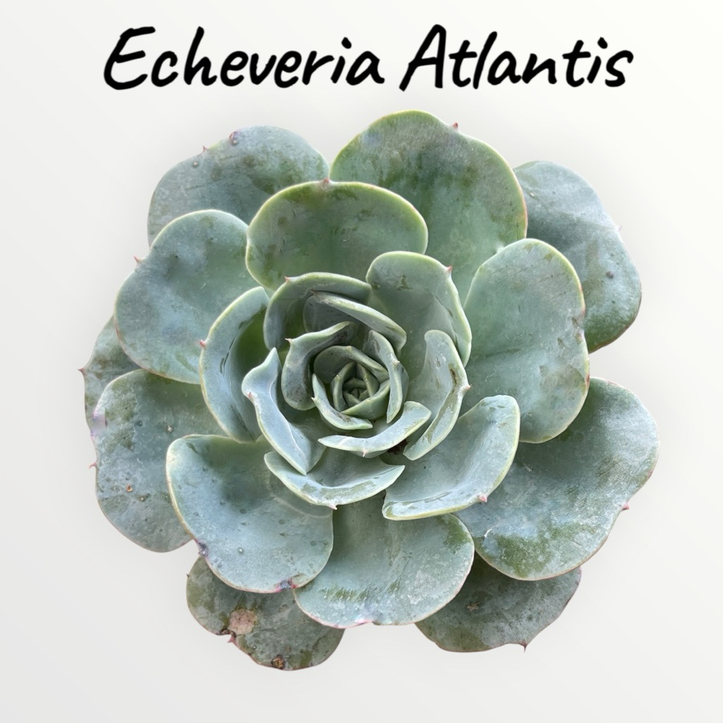 Echeveria Atlantis กุหลาบหิน ไม้อวบน้ำ ขนาด 2 นิ้ว #Succulent