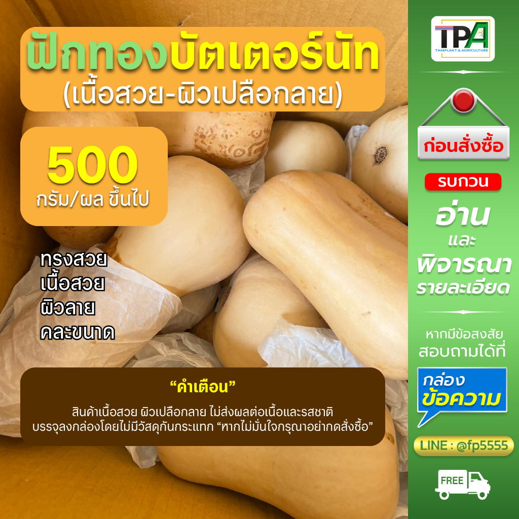 ฟักทองบัตเตอร์นัท (02)(ผิวลาย เนื้อสวย) 500 กรัม/ผล ขึ้นไป-Butternut Squash (Fruit)