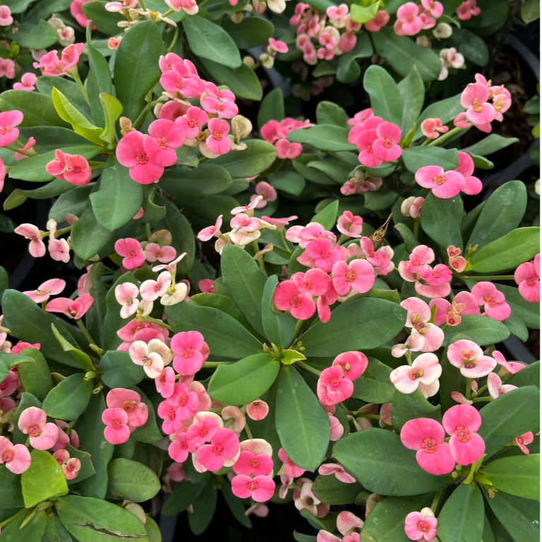 ต้นโป๊ยเซียนดอกสีชมพู พุ่มแน่นดอกสีสดใสดกเต็มต้นทั้งปี ไม้มงคล Crown of Thorns plant