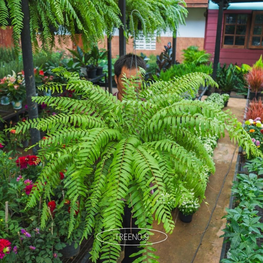 Treeno.9 เฟิร์นสไบนาง Lace Fern กระถางแขวน 12 นิ้ว ไม้ประดับ ไม้ฟอกอากาศ เฟิร์นประดับ ต้นไม้ห้อยระย้า