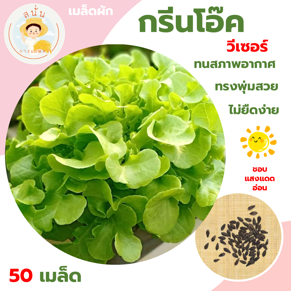 กรีนโอ๊ค วีเซอร์ (Green Oak) เมล็ดผัก กรีนโอ๊ค วีเซอร์ ใบกรอบ ทรงพุ่มใหญ่ ทนร้อน ทนยืด ขนาด 50 เมล็ด