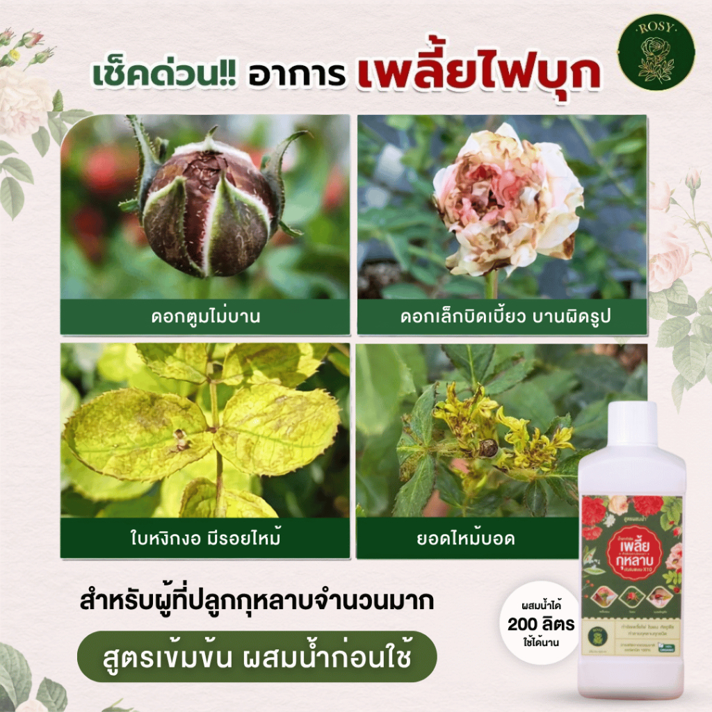Rosy เซ็ทคู่สูตรผสมน้ำ [เลือกสูตร] บำรุงกุหลาบ กำจัดเพลี้ยไฟ กำจัดเชื้อรา ปุ๋ยกุหลาบ สำหรับผู้ที่ปลูกกุหลาบจำนวนมาก รูปที่ 9
