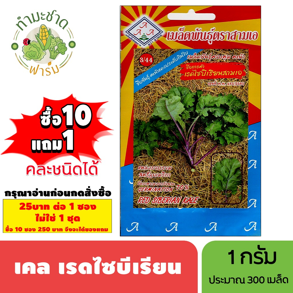 [1ซอง] 3A (ซื้อ10แถม1) เมล็ดพันธุ์ เคล เรดไซบีเรียน ขนาด1กรัม ประมาณ300เมล็ด RED SIBERIAN KALE คะน้าเคล เคล เมล็ดพันธุ์พ