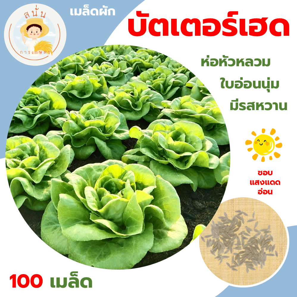 บัตเตอร์เฮด บอสตัน (Butterhead) เมล็ดผัก ผักสลัด ห่อหัวหลวม ใบอ่อนนุ่ม มีรสหวาน ขนาด 100 เมล็ด