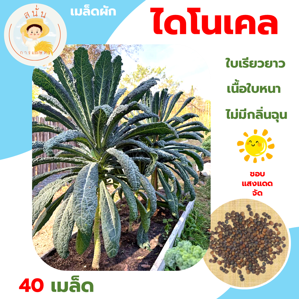 ไดโนเคล (Dino Kale) เมล็ดผัก เคลไดโนเสาร์ ใบเรียวยาวตรง เนื้อใบหนากรอบ ไม่มีกลิ่นฉุน ขนาด 40 เมล็ด