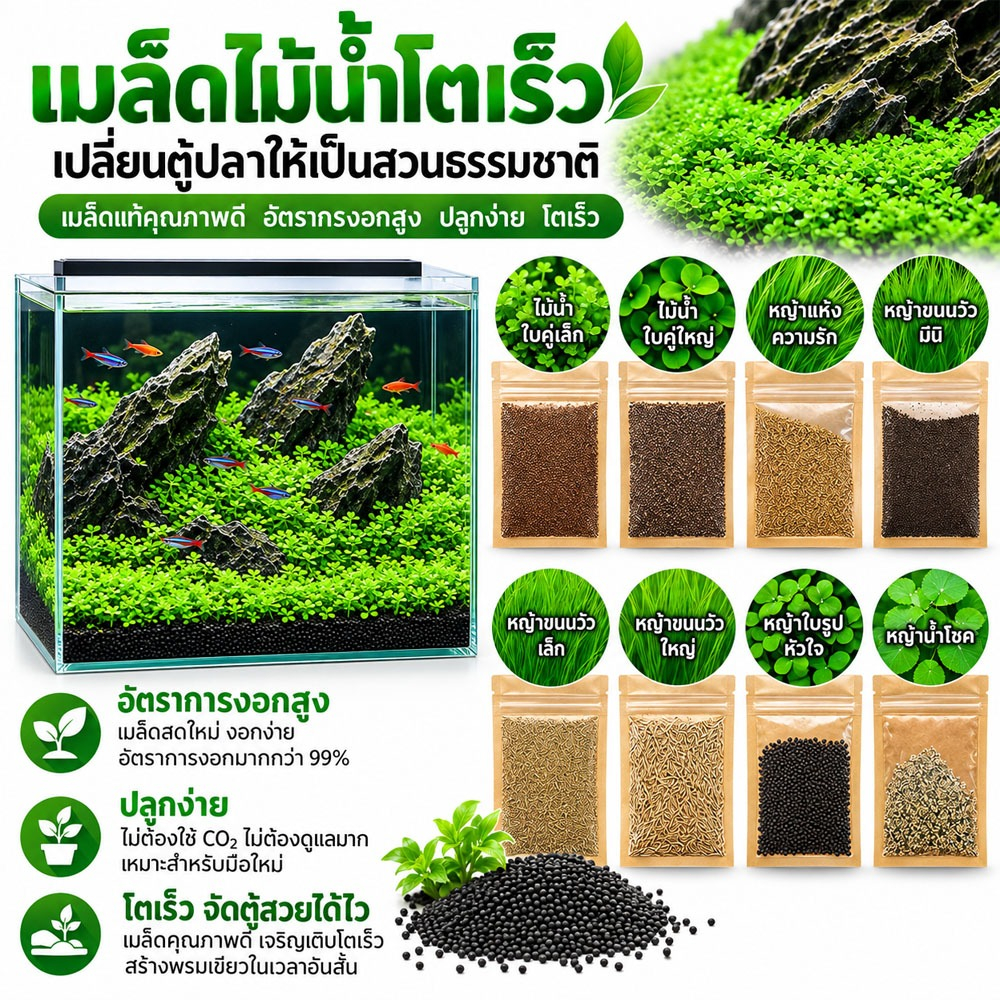 เมล็ดไม้น้ำสำหรับแต่งตู้ปลา จัดตู้ไม้น้ำ เมล็ดพืชน้ำ มีคู่มือสอนวิธีการปลูก ช่วยเพิ่มความสวยงามและความเป็นธรรมชาติ