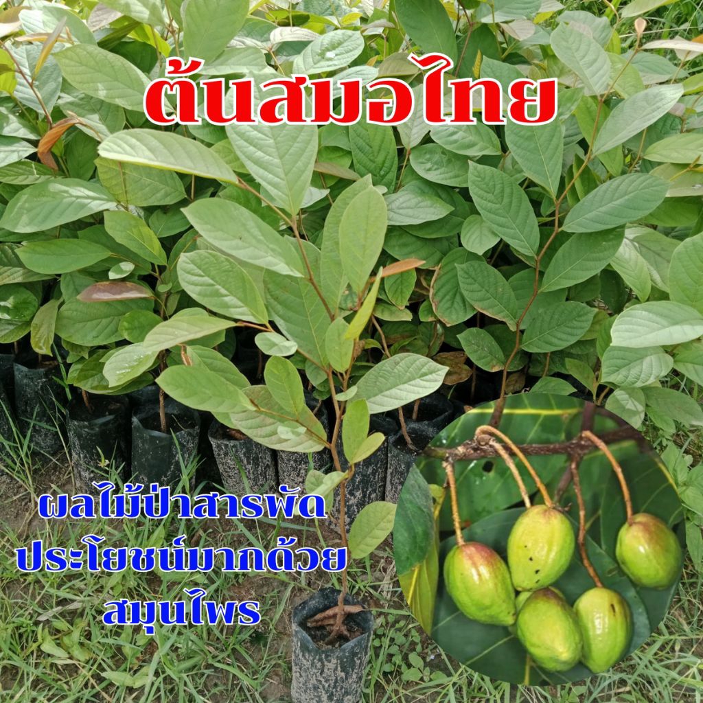 ต้นสมอไทย ผลไม้ป่าหายาก มีสรรพคุณเป็นยา สารพัดประโยชน์รสชาติเปรี้ยวอมฝาด