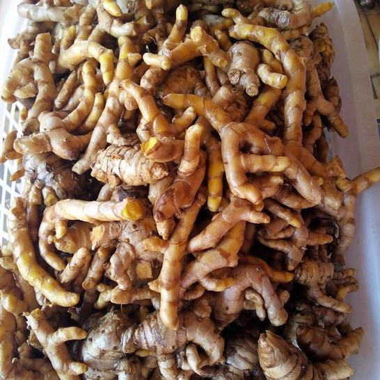 200 กรัม ว่านม้าเหลือง หัวสด ใช้เพาะปลูกและบริโภคได้
