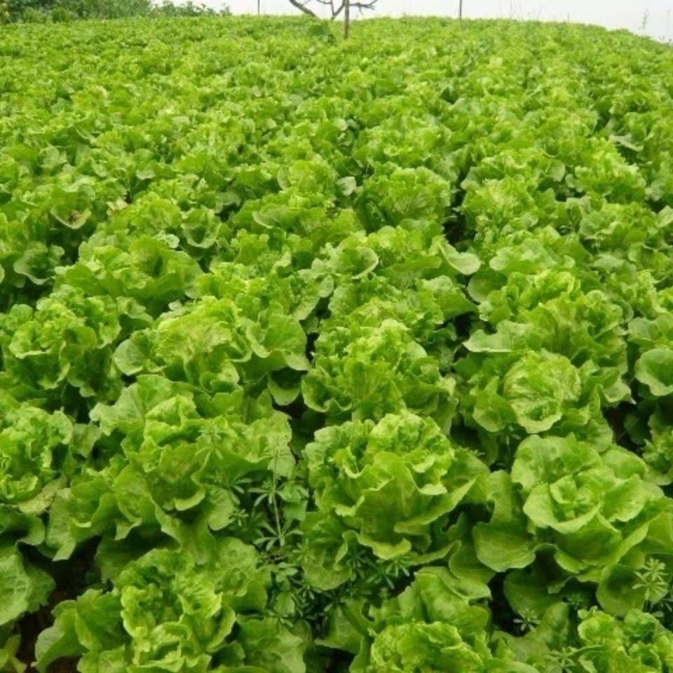 500เมล็ด/ซอง Romaine Lettuce Seeds for Planting Vegetable Plant Seeds Rapid Leafy Lettuce Seeds for 