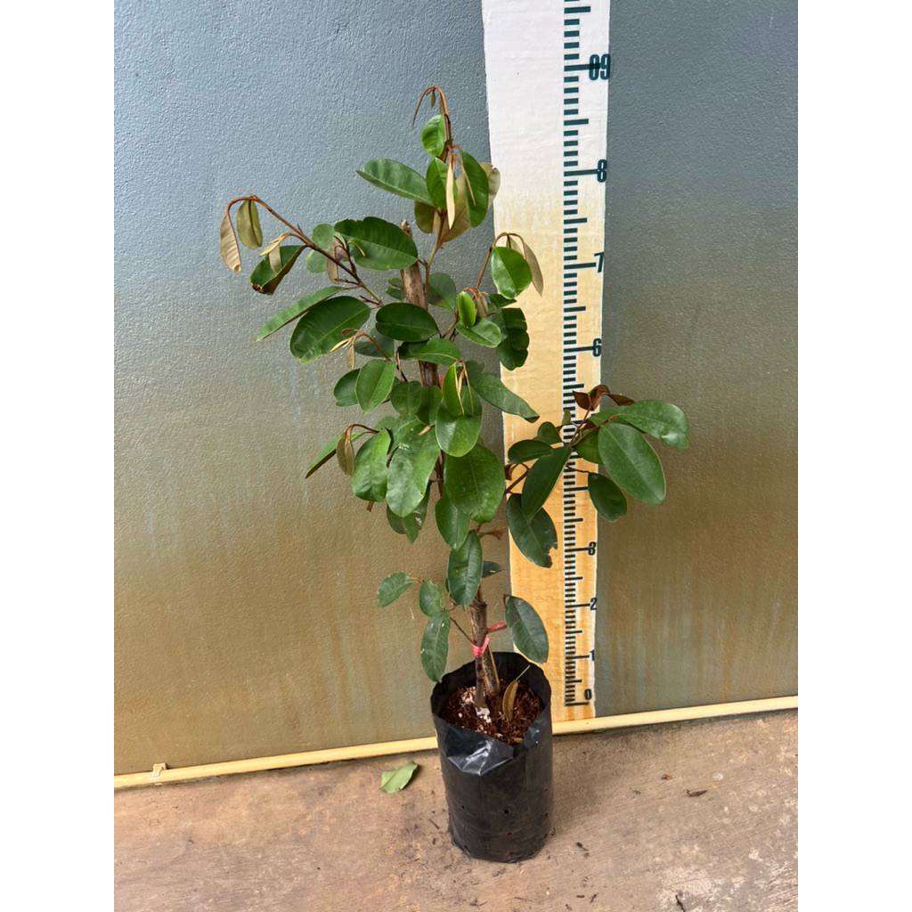 ต้นแอปเปิ้ลสตาร์ พันธุ์ไต้หวัน พันธุ์扁16品種 (เบี่ยงฉีโลว์ผิงโจว)นำเข้าจากจีน หรือพันธุ์ 16 รสชาติหวานกลมกล่อม นุ่ม เหนียว - รูปที่ 3