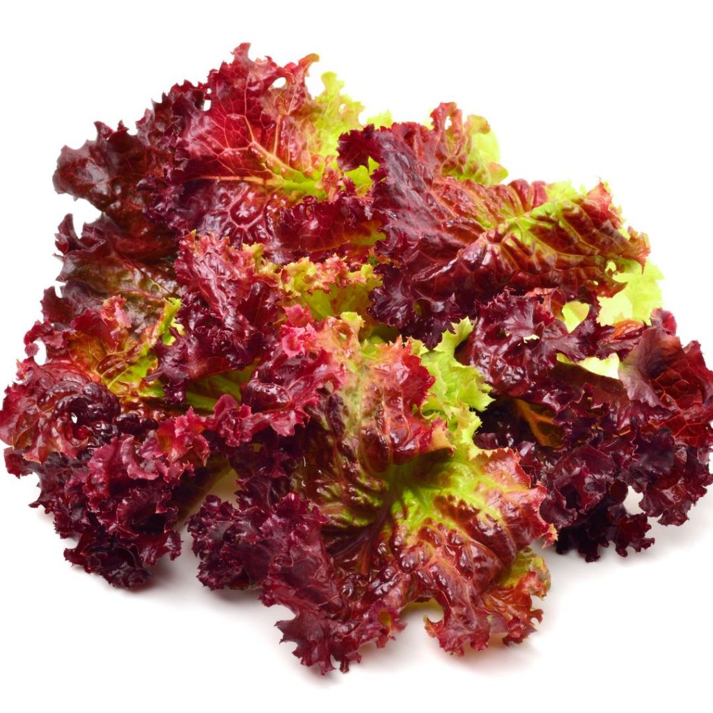 เมล็ดพันธุ์ผักสลัด Ruby Red Leaf Lettuce – เมล็ดนำเข้าคุณภาพสูง | สีสวย กรอบ อร่อย | ปลูกง่าย - รูปที่ 2