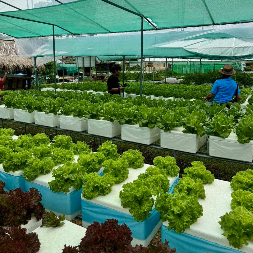 ถุงคลุมกล่อง เกรด A ขนาดกล่องกุ้ง คุณภาพดี ทนทาน ทำความสะอาดง่าย ใช้ซ้ำได้หลายรอบ (1 แพ็คมี 30-32 ใบ) - เกษตรกรรมยั่งยืน - รูปที่ 4